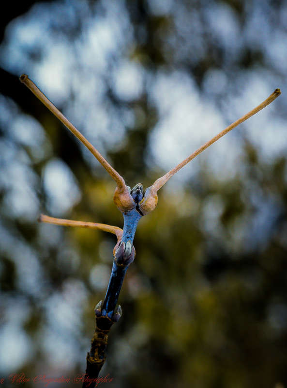 ... ����� Viktor Nogovitsin �� PhotoGeek.ru #�����