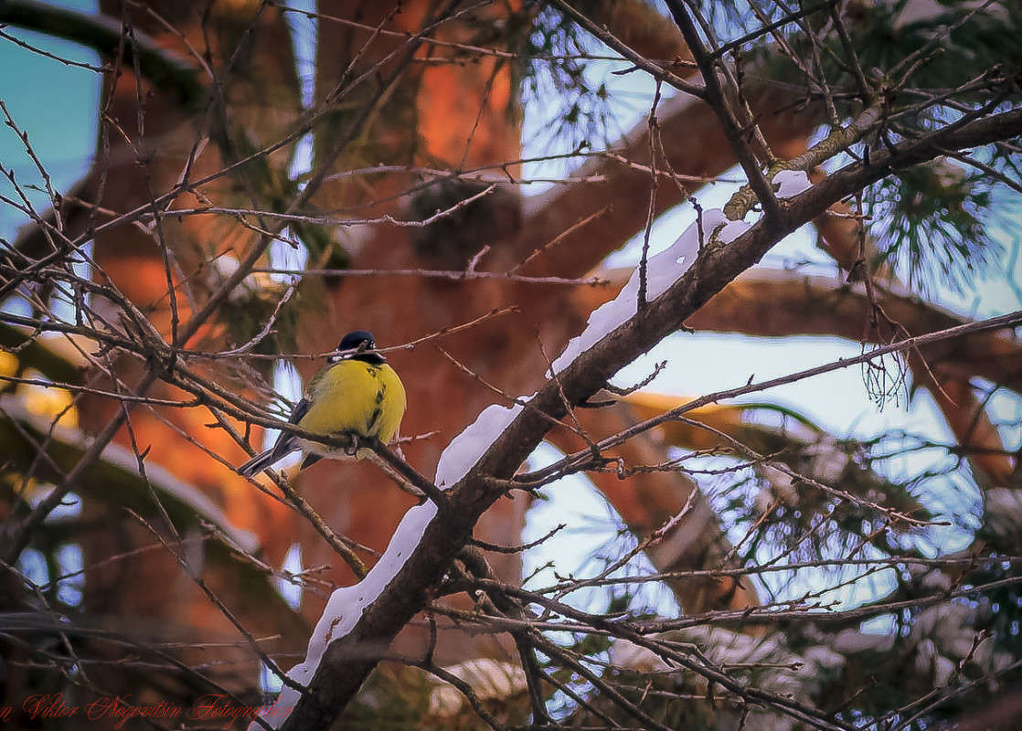 ... ����� Viktor Nogovitsin �� PhotoGeek.ru #�������� ���