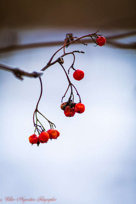 ... ����� Viktor Nogovitsin �� PhotoGeek.ru #�����