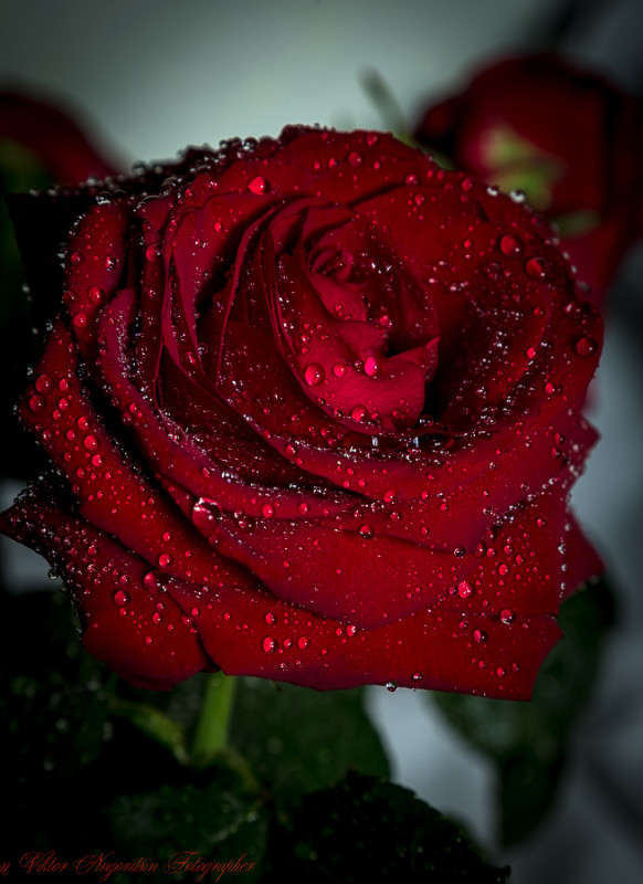 ... ����� Viktor Nogovitsin �� PhotoGeek.ru #�����