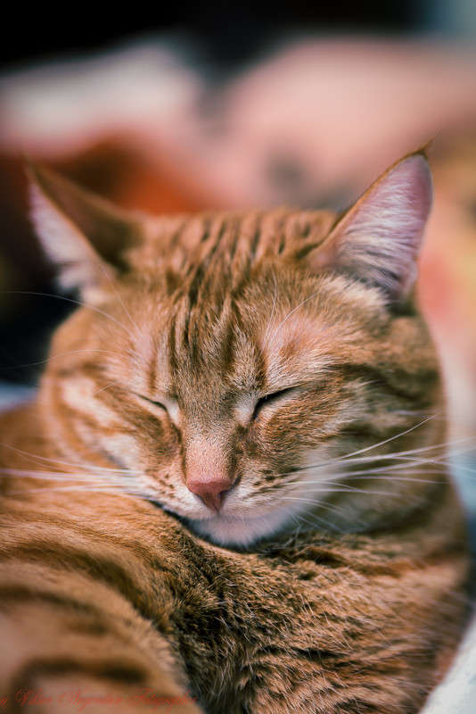 ... ����� Viktor Nogovitsin �� PhotoGeek.ru #�������� ���