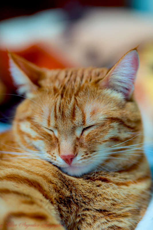 ... ����� Viktor Nogovitsin �� PhotoGeek.ru #�������� ���