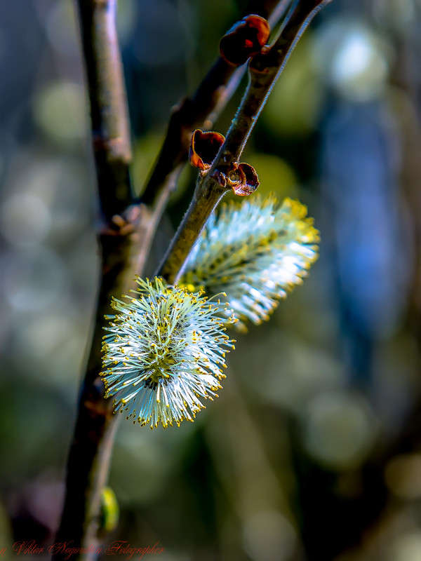 ... ����� Viktor Nogovitsin �� PhotoGeek.ru #�����