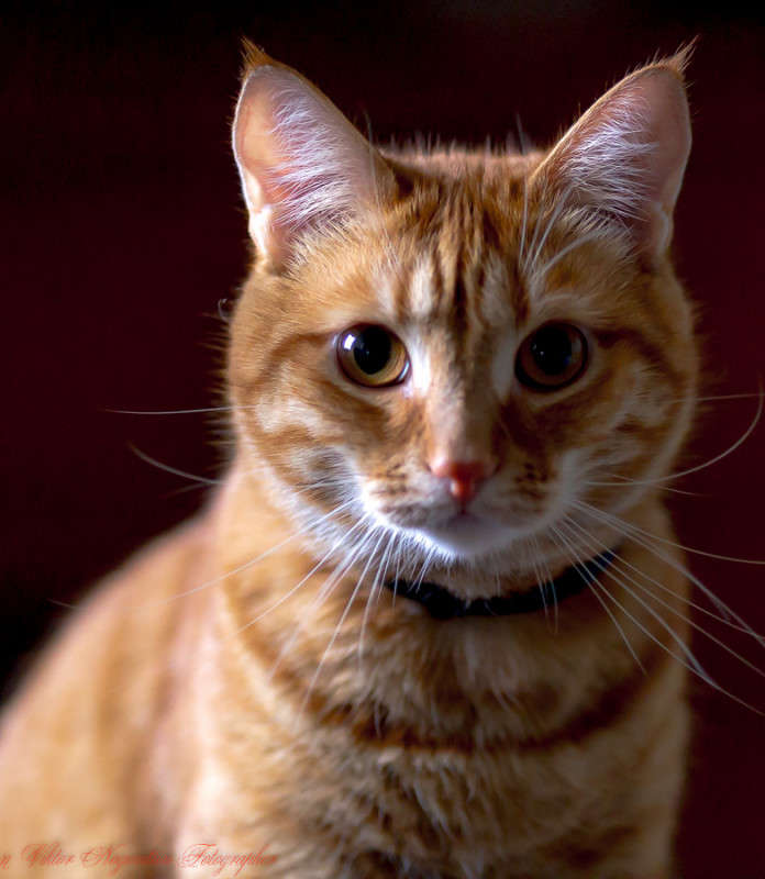 ... ����� Viktor Nogovitsin �� PhotoGeek.ru #�������� ��� #�������� ���