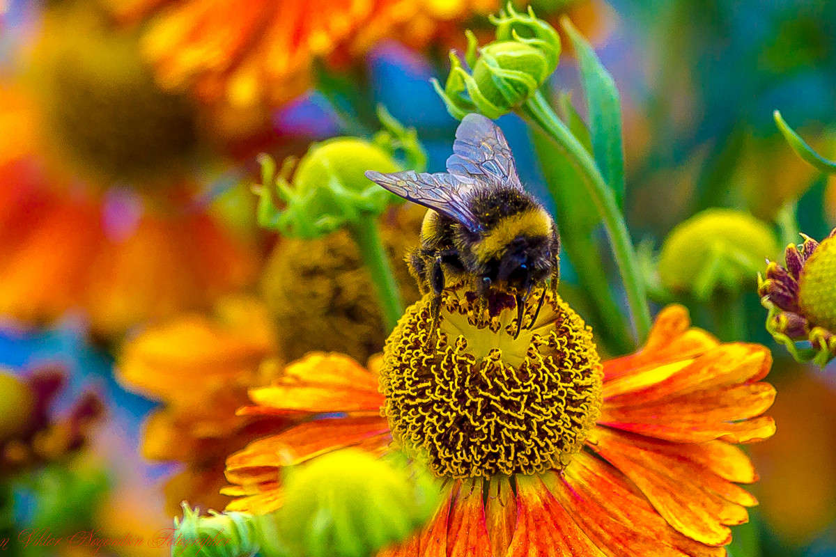 ... ����� Viktor Nogovitsin �� PhotoGeek.ru #�����