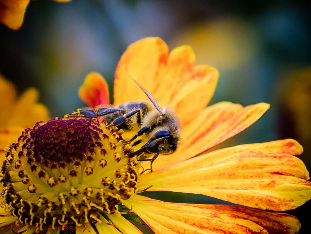 ... ����� Viktor Nogovitsin �� PhotoGeek.ru #�����