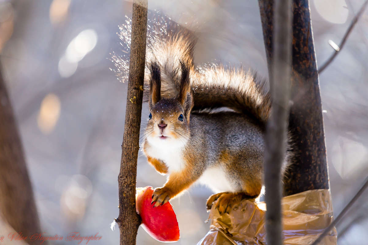 ... ����� Viktor Nogovitsin �� PhotoGeek.ru #�������� ��� #������ ��� ������� #����� ��� ��� ���������