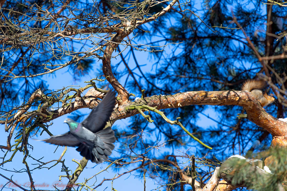 ... ����� Viktor Nogovitsin �� PhotoGeek.ru #������ ��� �������