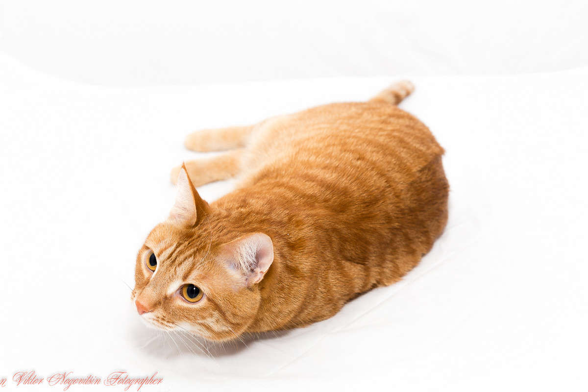 ... ����� Viktor Nogovitsin �� PhotoGeek.ru #�������� ��� #�������� ���