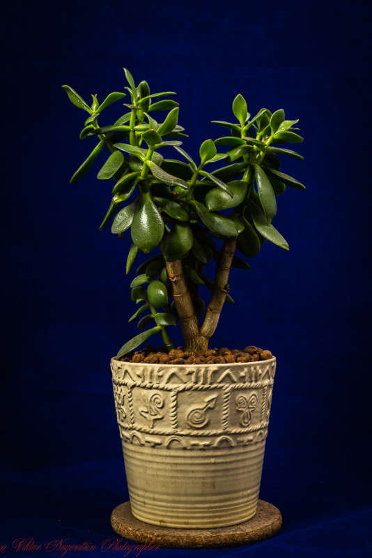 ... ����� Viktor Nogovitsin �� PhotoGeek.ru #���������