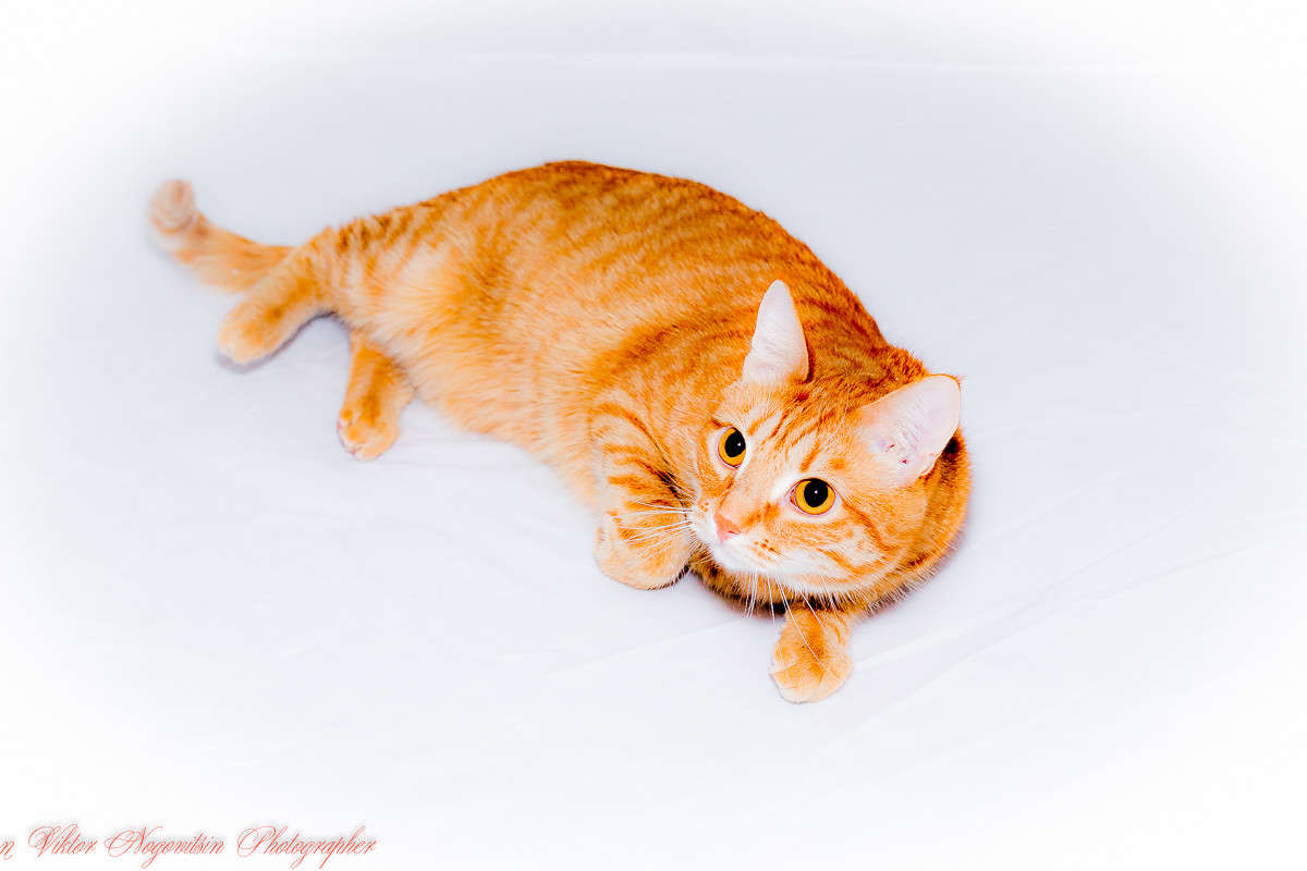 ... ����� Viktor Nogovitsin �� PhotoGeek.ru #�������� ���