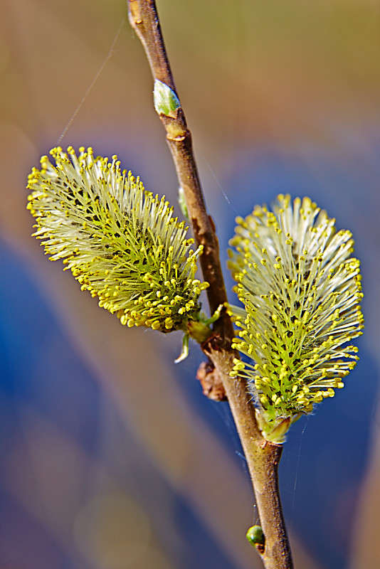 *** ����� Viktor Nogovitsin �� PhotoGeek.ru #�����