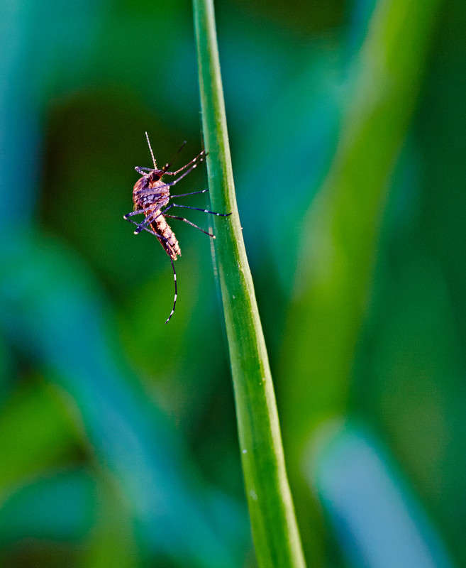 ... ����� Viktor Nogovitsin �� PhotoGeek.ru #�����