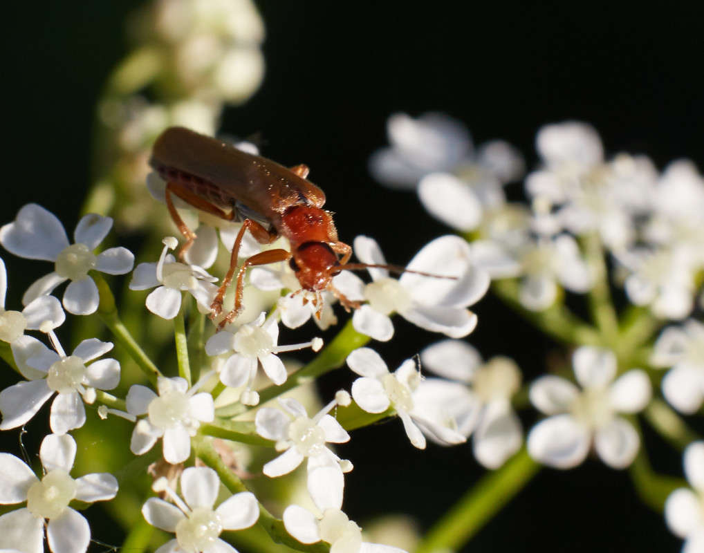... ����� Viktor Nogovitsin �� PhotoGeek.ru #�����