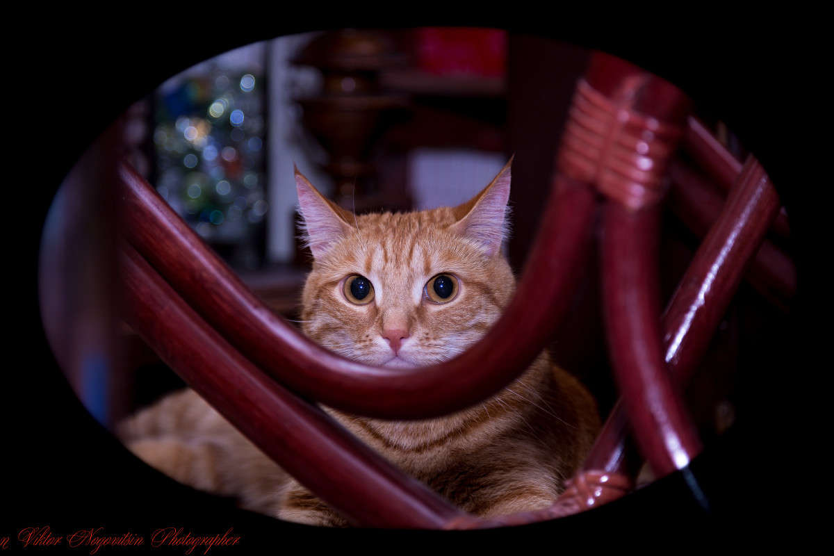 ... ����� Viktor Nogovitsin �� PhotoGeek.ru #�������� ���