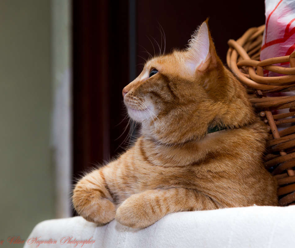 ... ����� Viktor Nogovitsin �� PhotoGeek.ru #�������� ���