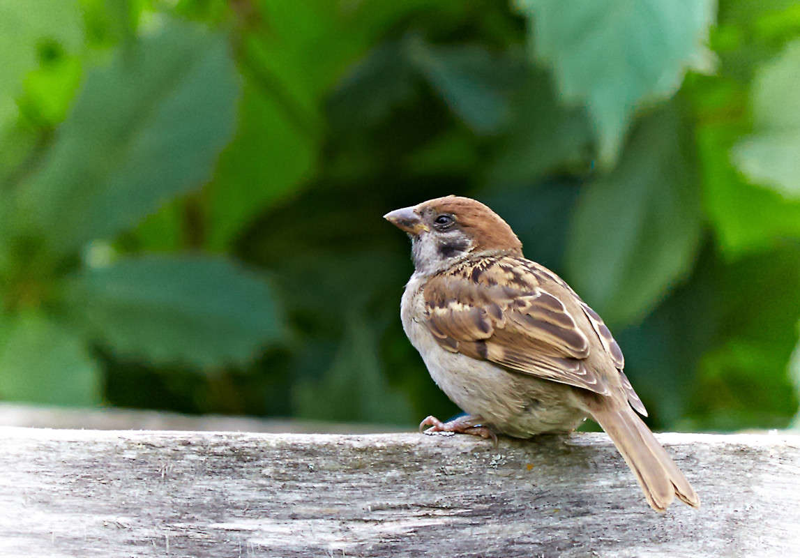 ... ����� Viktor Nogovitsin �� PhotoGeek.ru #�������� ���