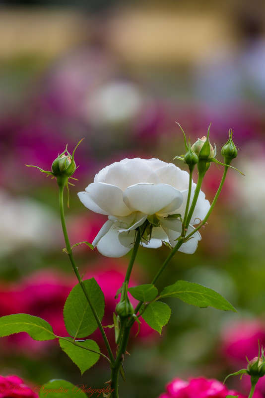 ... ����� Viktor Nogovitsin �� PhotoGeek.ru #�����