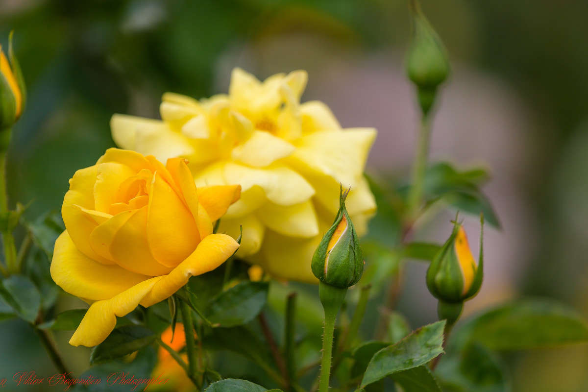 ... ����� Viktor Nogovitsin �� PhotoGeek.ru #�����