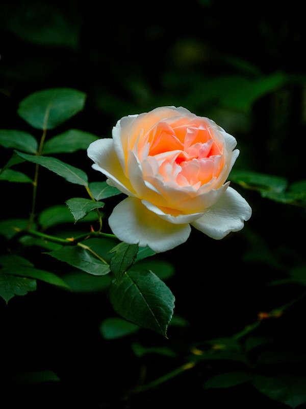 ... ����� Viktor Nogovitsin �� PhotoGeek.ru #����� #������ ��� �������