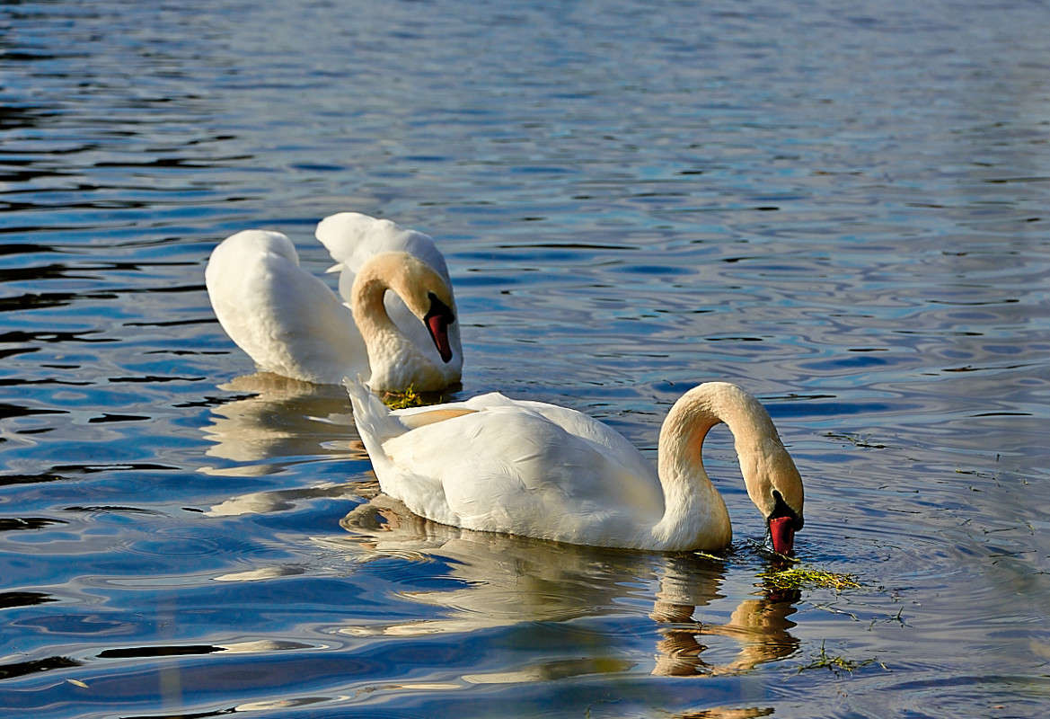 � ��������.... ����� Viktor Nogovitsin �� PhotoGeek.ru #�������� ��� #������ ��� �������