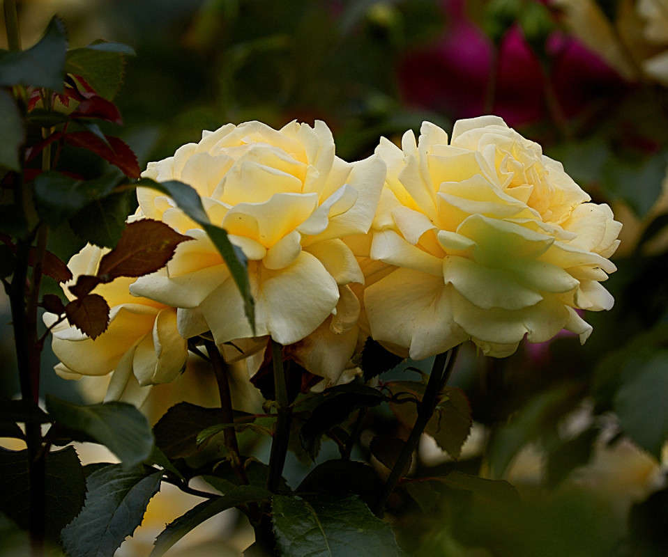 ... ����� Viktor Nogovitsin �� PhotoGeek.ru #����� #������ ��� �������