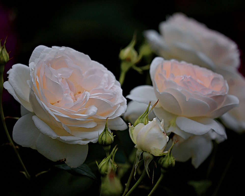 ... ����� Viktor Nogovitsin �� PhotoGeek.ru #����� #������ ��� �������