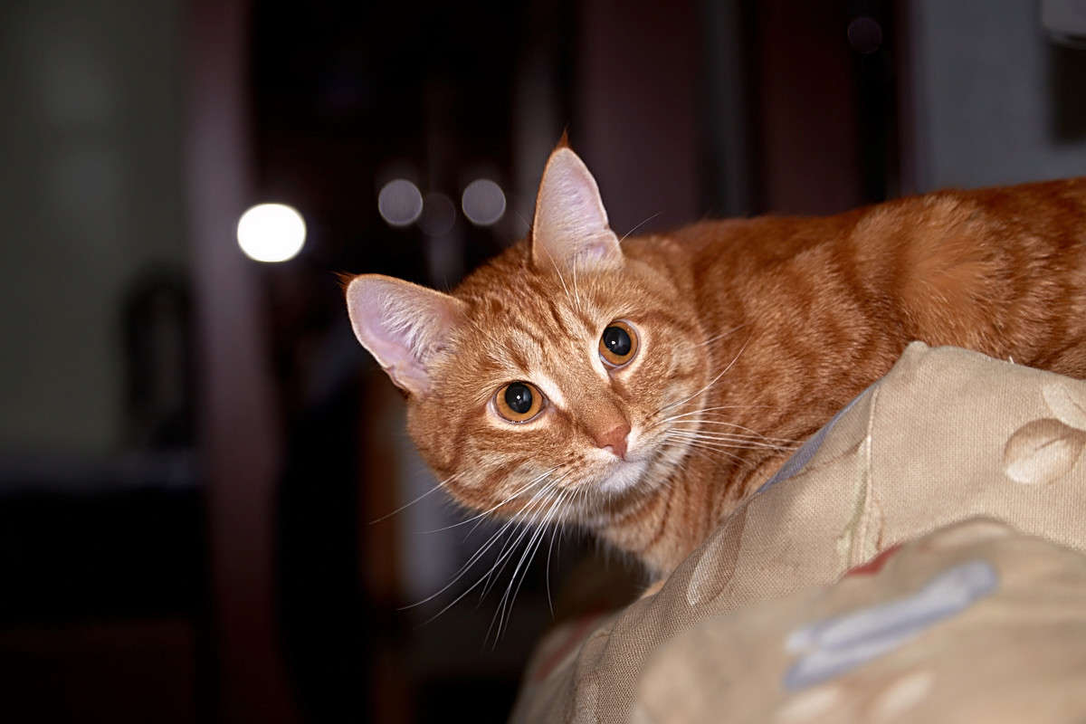 ... ����� Viktor Nogovitsin �� PhotoGeek.ru #�������� ���