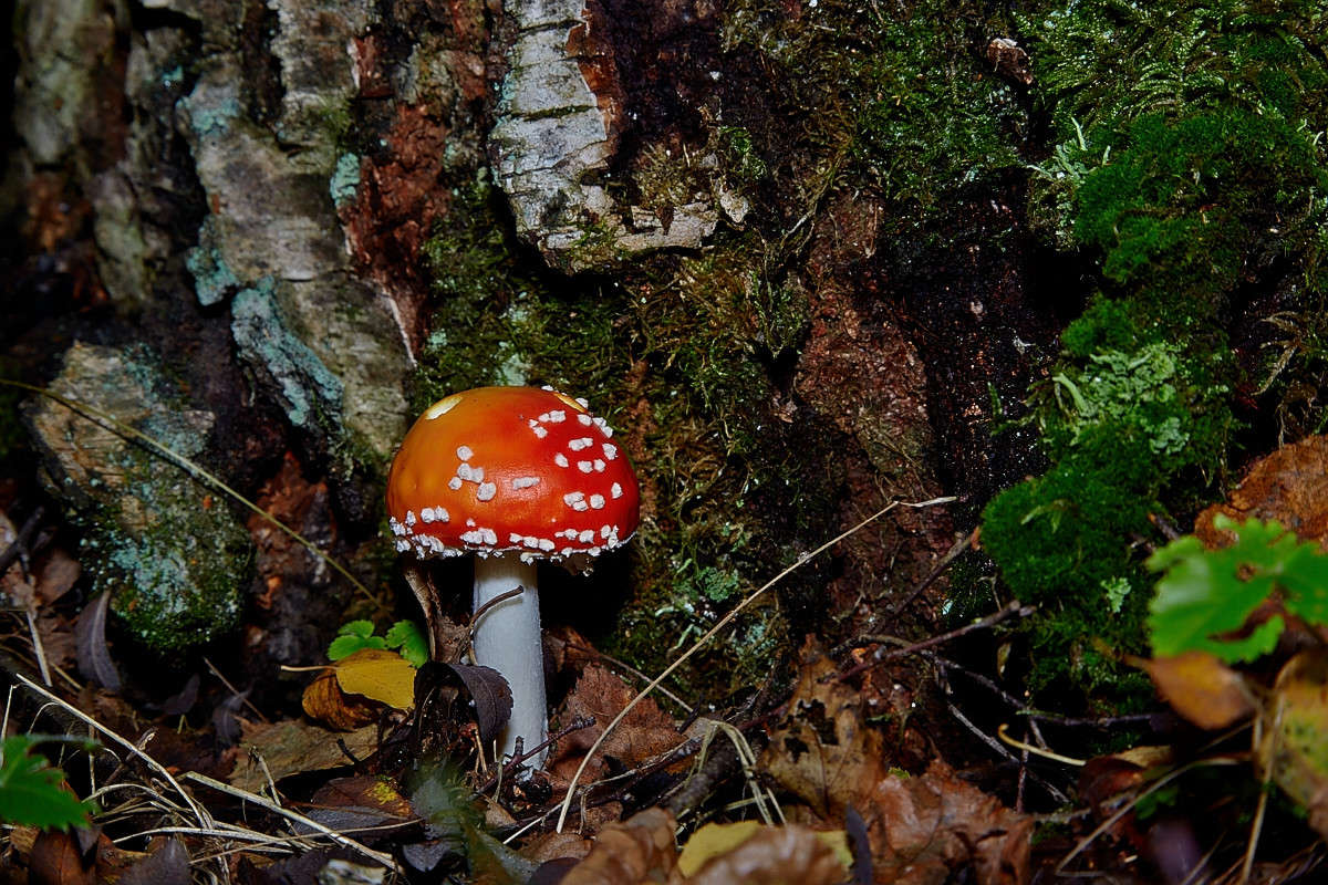 ... ����� Viktor Nogovitsin �� PhotoGeek.ru #������ ��� �������