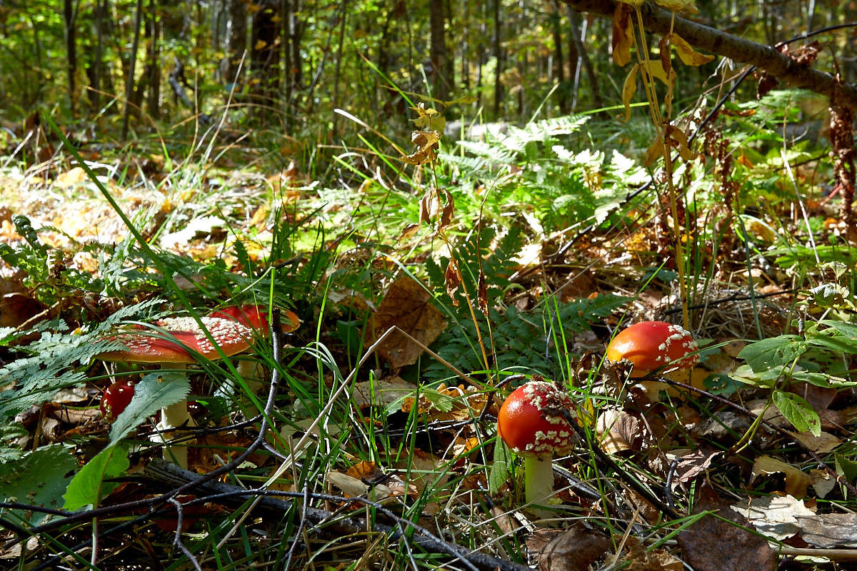 ... ����� Viktor Nogovitsin �� PhotoGeek.ru #������ ��� �������