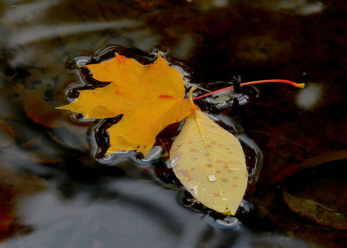 ... ����� Viktor Nogovitsin �� PhotoGeek.ru #����� #��������� #������ ��� �������