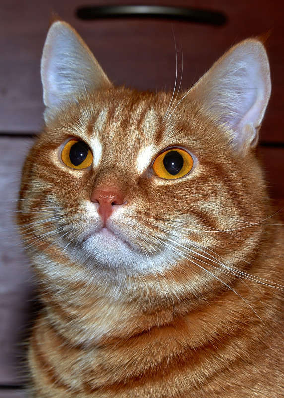 ... ����� Viktor Nogovitsin �� PhotoGeek.ru #�������� ��� #�������� ���