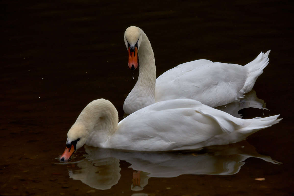 ... ����� Viktor Nogovitsin �� PhotoGeek.ru #�������� ���