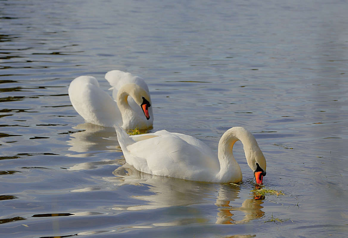 ... ����� Viktor Nogovitsin �� PhotoGeek.ru #�������� ���