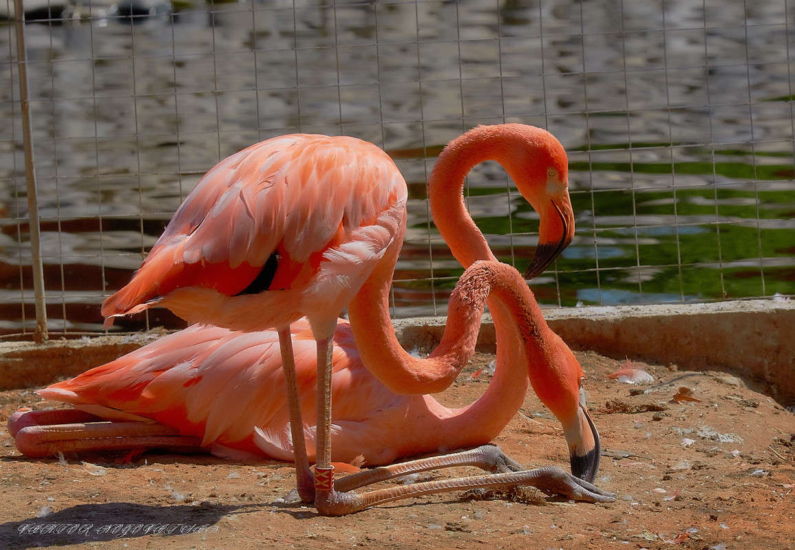 ... ����� Viktor Nogovitsin �� PhotoGeek.ru #�������� ��� #����� ��� ��� ���������