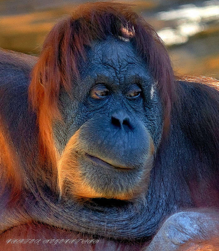 ... ����� Viktor Nogovitsin �� PhotoGeek.ru #�������� ���