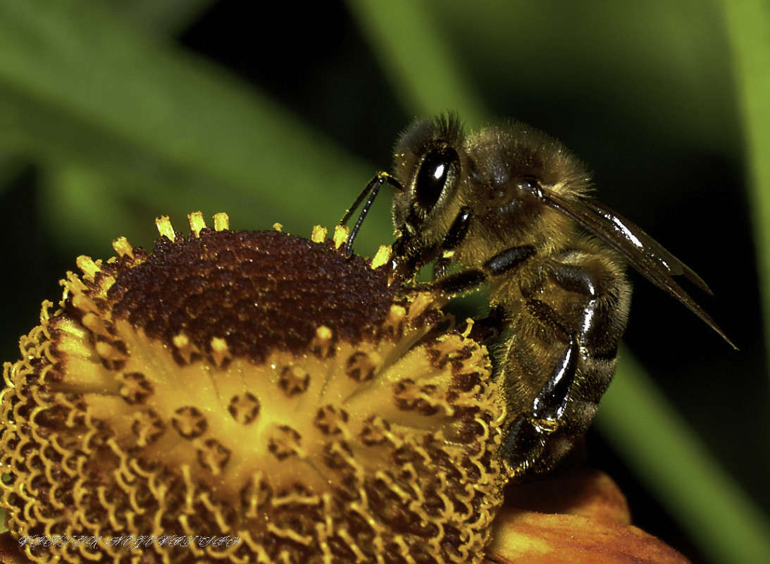 ... ����� Viktor Nogovitsin �� PhotoGeek.ru #�����