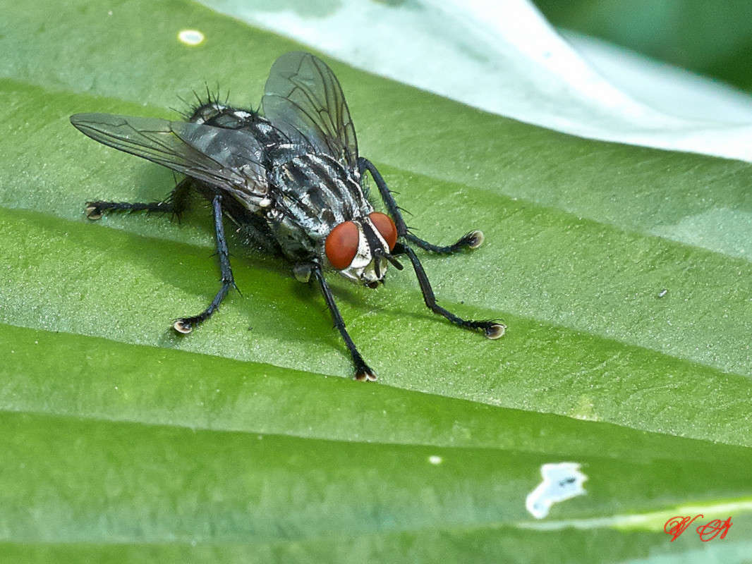 ... ����� Viktor Nogovitsin �� PhotoGeek.ru #�����
