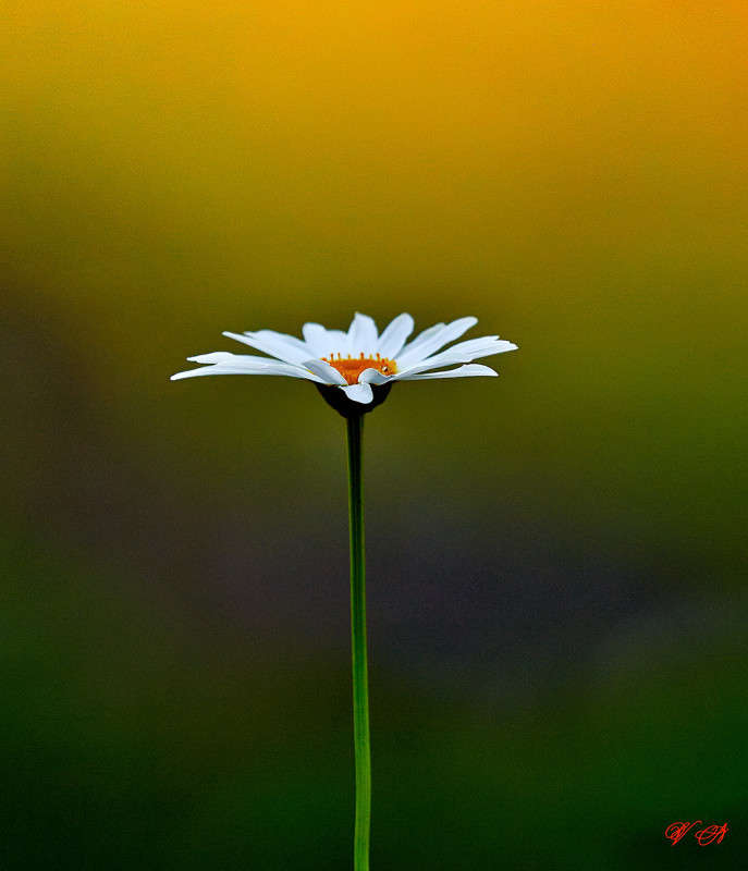 ... ����� Viktor Nogovitsin �� PhotoGeek.ru #����� #����� ��������������