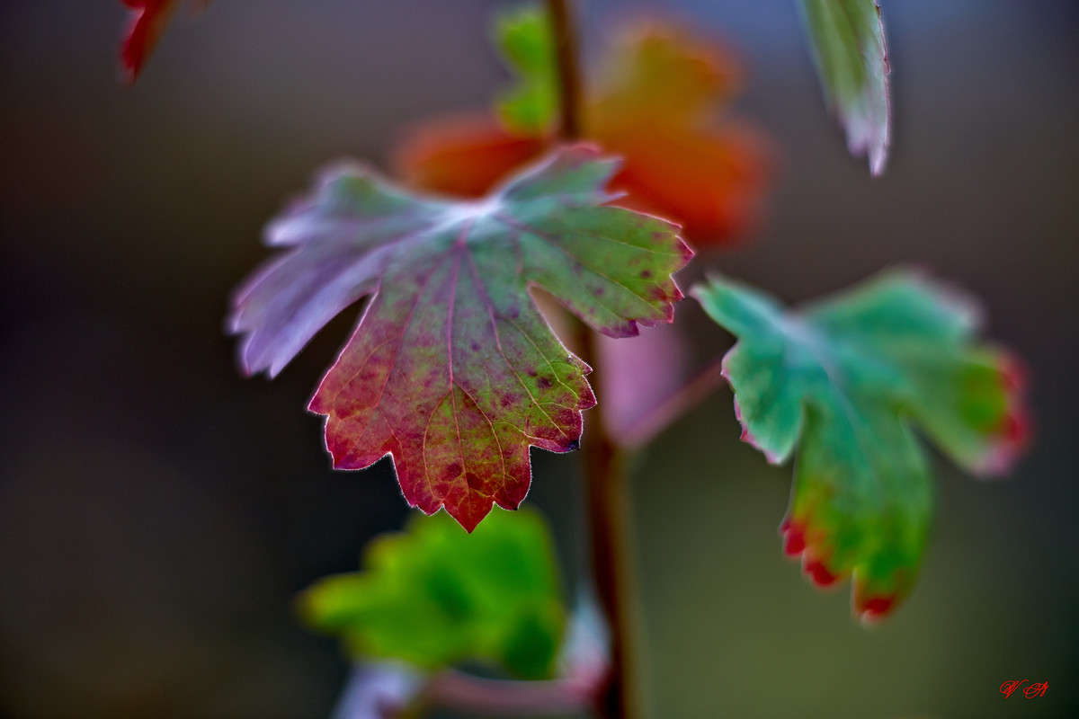 ... ����� Viktor Nogovitsin �� PhotoGeek.ru #����� #����� ��������������