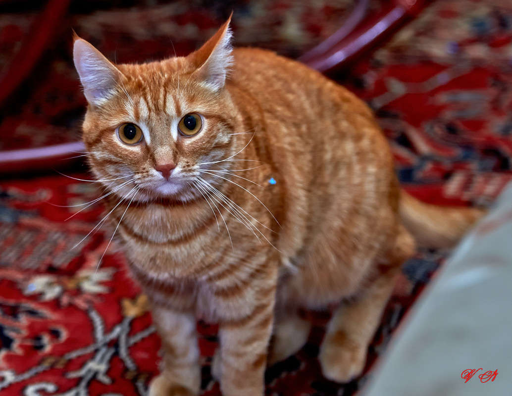 ... ����� Viktor Nogovitsin �� PhotoGeek.ru #�������� ���