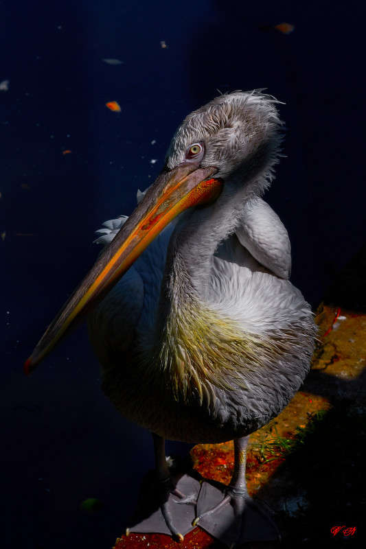 ... ����� Viktor Nogovitsin �� PhotoGeek.ru #�������� ���