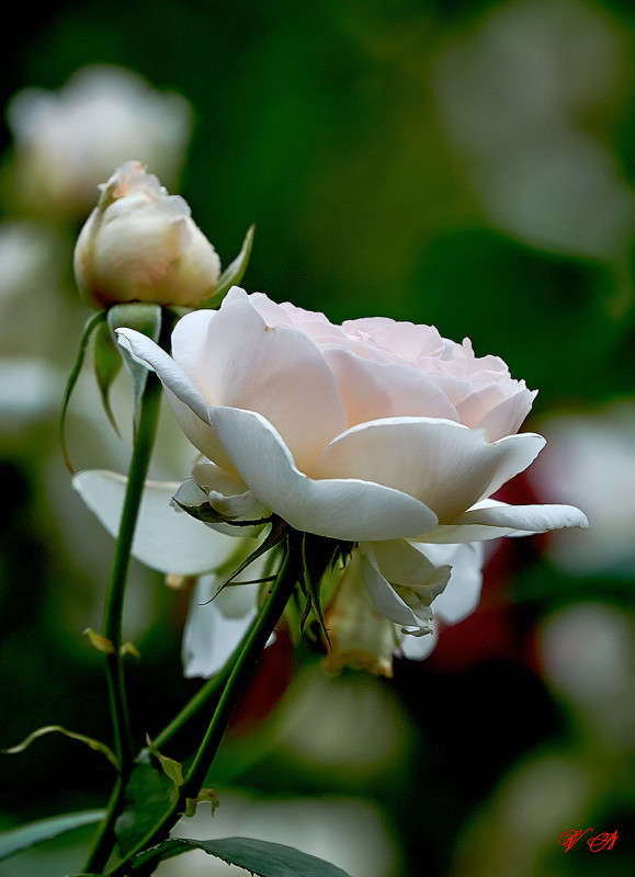 ... ����� Viktor Nogovitsin �� PhotoGeek.ru #����� #����� ��������������