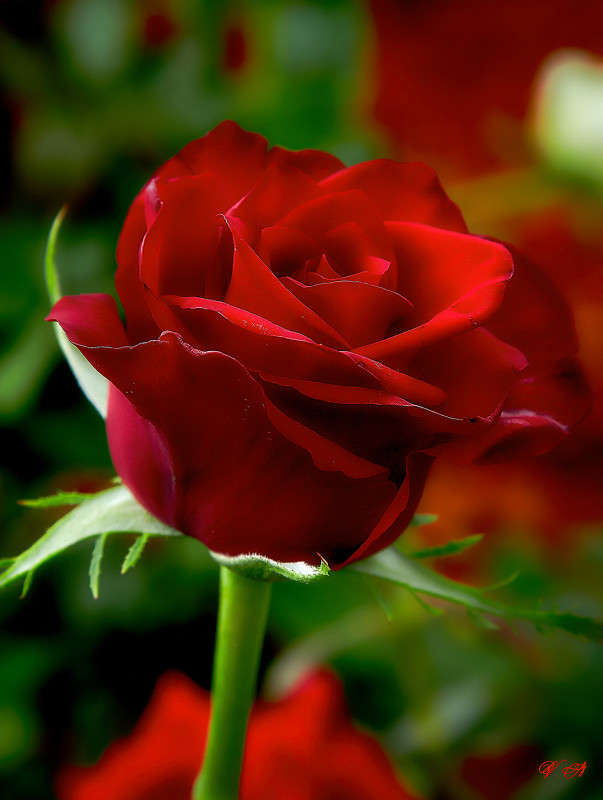 ... ����� Viktor Nogovitsin �� PhotoGeek.ru #����� #����� ��������������