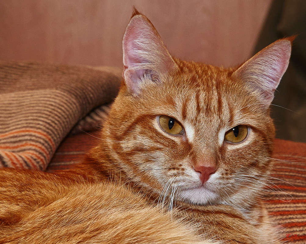 ... ����� Viktor Nogovitsin �� PhotoGeek.ru #�������� ���