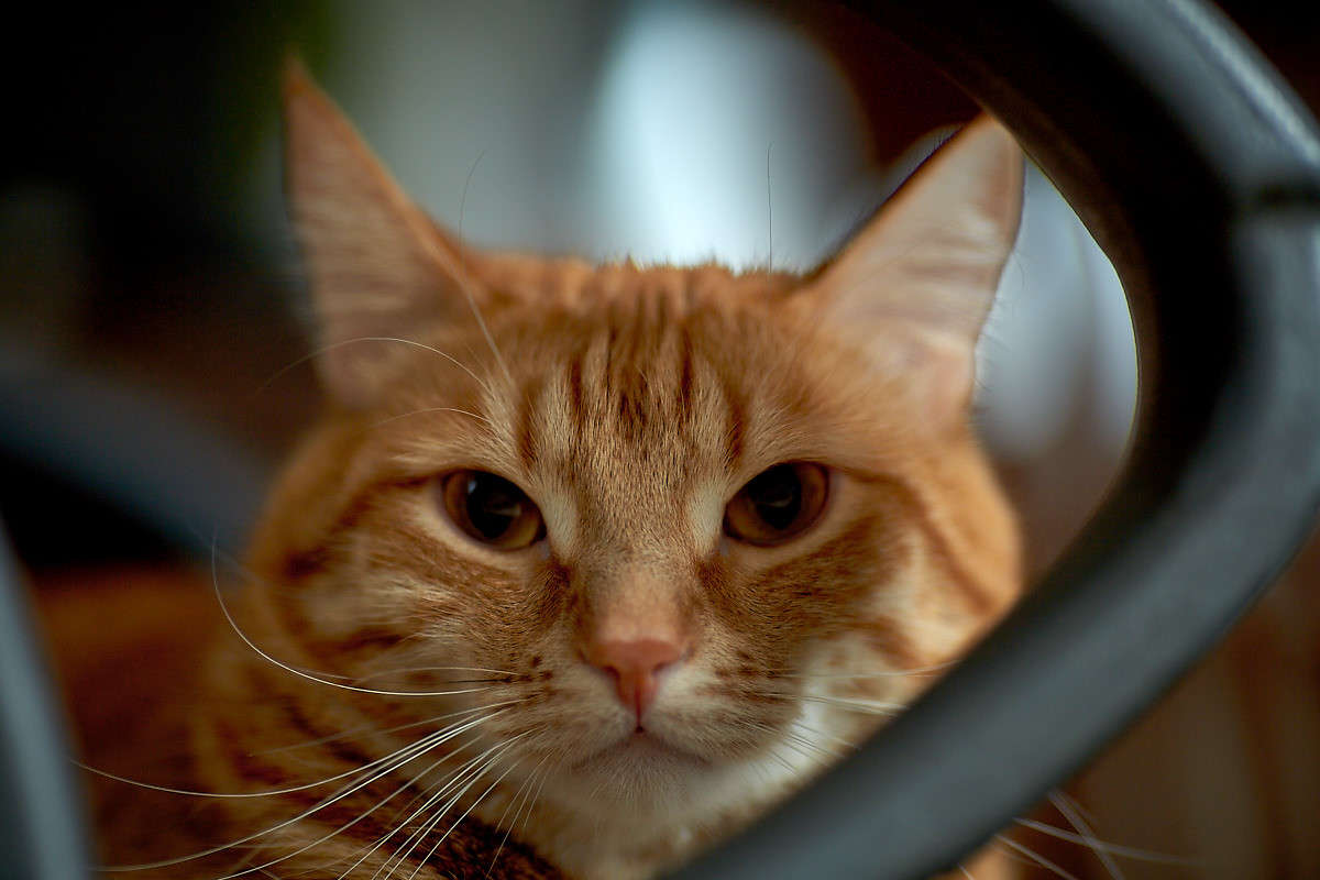 ... ����� Viktor Nogovitsin �� PhotoGeek.ru #�������� ���