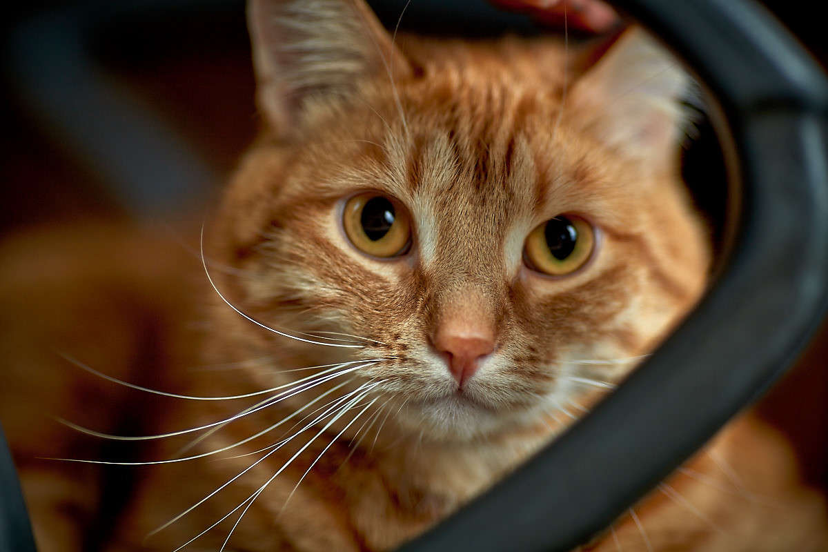 ... ����� Viktor Nogovitsin �� PhotoGeek.ru #�������� ���