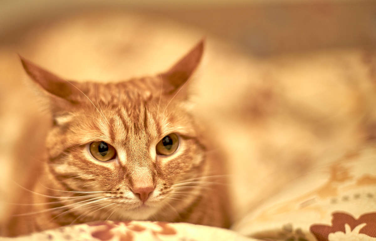 ... ����� Viktor Nogovitsin �� PhotoGeek.ru #�������� ���