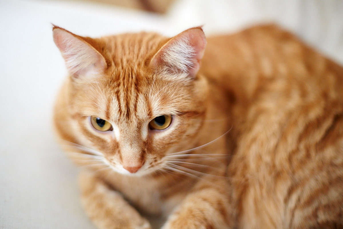 ... ����� Viktor Nogovitsin �� PhotoGeek.ru #�������� ���