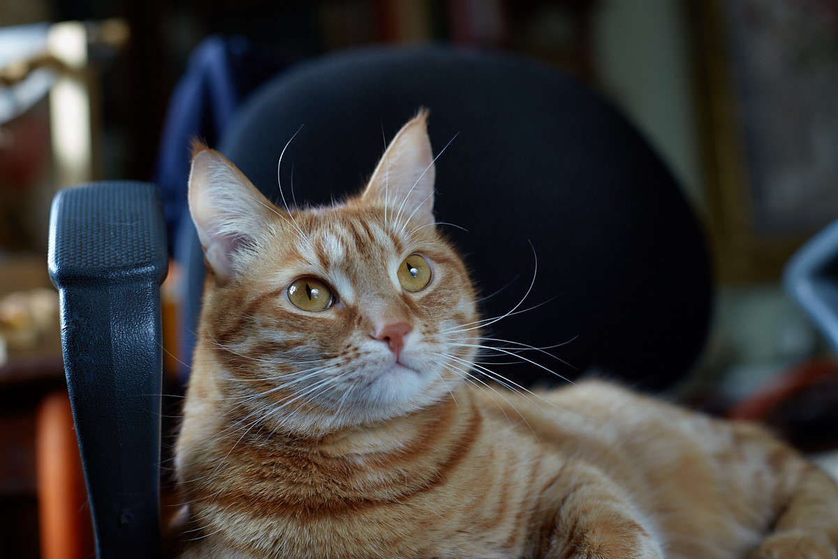 ... ����� Viktor Nogovitsin �� PhotoGeek.ru #�������� ���